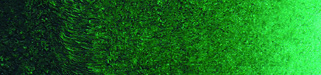Caligo Safewash Relief Ink Phthalo Green 250ml